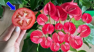 Just a slice of tomato Anthurium flowers bloom all four seasonsWonder Garden [upl. by Ynney471]