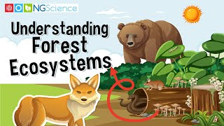 Understanding Forest Ecosystems [upl. by Suravart]