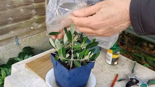 How to grow an Olive tree from cuttings [upl. by Maurice]