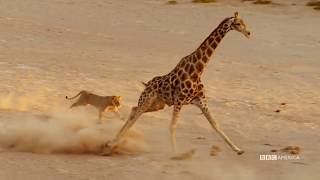 Giraffe vs lioness  epic battle without breaking a sweat [upl. by Dare474]