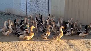 Appleyard Ducks at Cackle Hatchery [upl. by Nikoletta946]