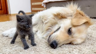 Tiny Kitten Reacts to Golden Retriever So Funny [upl. by Alejo274]