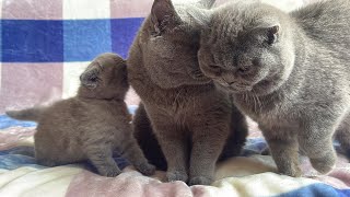 Kitten named Coconut and his family [upl. by Belinda]