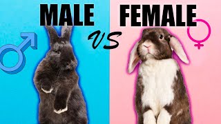 Male Rabbits VS Female Rabbits The Differences [upl. by Hamford]