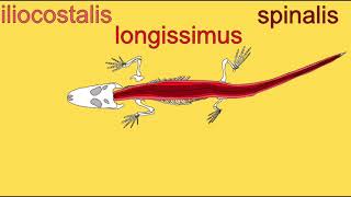 epaxial muscles in vertebrates [upl. by Adila]