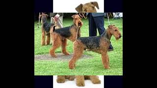 AIREDALE TERRIER DOG  dogbreed [upl. by Naawaj]