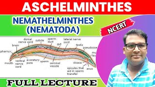 Aschelminthes  Nemathelminthes  Nematoda one shot lecture  Animal Kingdom Phylum Nematoda [upl. by Aisiram]