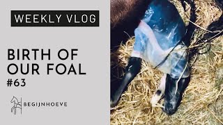 The Birth of our Foal ❤️ Genesis is going STRONG  Begijnhoeve  Weekvlog 63 [upl. by Tsirhc]