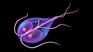 Giardia intestinalis ampProtozoa اسهل طريقة لشرح الجيارديا [upl. by Anegal]