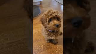 Australian Labradoodle Puppy dog learning tricks [upl. by Secunda]