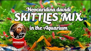 Skittle Shrimp Mix Tank  Rainbowshrimptank [upl. by Wilcox310]