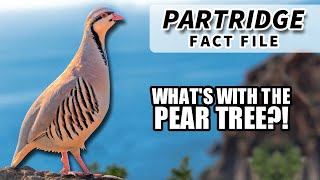 Partridge Facts WHAT is a PARTRIDGE in a PEAR TREE [upl. by Sundstrom198]