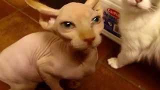 Sphynx cat meowing for food Sfinks miauczy o jedzenie [upl. by Nomae690]