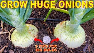 Your Onions Will LOVE You For This 3 Tips To Grow GIANT Onion Bulbs [upl. by Luedtke275]