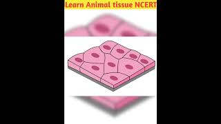 Learn Animal tissue Epithilium tissue ncert part 2 class 11 trending shorts neet biology new [upl. by Draw]