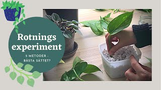 Rotning experiment  Bästa sättet Sticklingar av gullranka Philodendron silverranka  Del 1 [upl. by Nairret499]