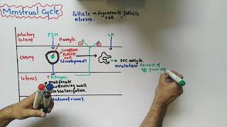 Menstrual Cycle  Female Reproductive Cycle  NMDCAT 2021 [upl. by Anavlis974]