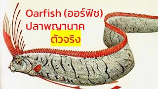 ปลาออร์ฟิช Oarfish หรือ ปลาพญานาค ณ เกาะเจจู เกาหลี ปลาพญานาค [upl. by Ilbert]