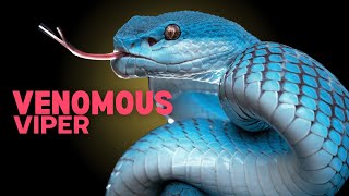 Unveiling the Mysteries of Vipers  Snake [upl. by Alodie226]