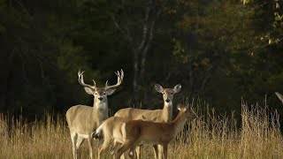 Michigan DNR to vote on possible new hunting regulations [upl. by Meraree]