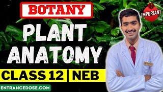 Plant Anatomy Tissue and Tissue system Introduction Explanation in tamil [upl. by Funch236]