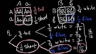 How to Solve Genetics Problems using Fork line method [upl. by Campney]