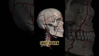 3D skull view with vains radiologycareer radiologytechnologist 3d 3danimation skull 3danatomy [upl. by Fiester]