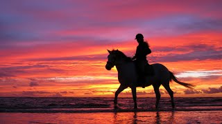 Horses on the Beach [upl. by Teik]