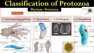 Protozoa classification  classification of protozoa  Protozoa  Honigberg Classification [upl. by Stichter]