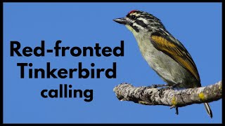 REDFRONTED TINKERBIRD singing with closed beak [upl. by Airamas]