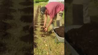 Cultiver la pomme de terre sous paille  permaculture  Comment et quand planter [upl. by Enelyw]