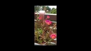 How to grow moss rose portulaca amppurslane from cuttings moss rose ಕಟಿಂಗ್ ನಿಂದ ಬೆಳೆಯುವುದು ಹೇಗೆ [upl. by Aziaf543]