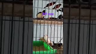 ਫੈਂਸੀ ਵਾਰਡ fancy bird TiwanaFarm kisaanmajdooriktazidabaa [upl. by Neva]