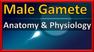 MEGASPOROGENESIS  DEVELOPMENT OF FEMALE GAMETOPHYTE EASY WAY [upl. by Siusan995]