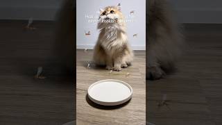 Insekten für Katzen katzenaufyoutube hauskatze katzenfutter mäkeligekatzen katzenwisse food [upl. by Marin659]