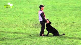 Fox vant Enclavehof  WUSV 2012 B Obedience [upl. by Ahsed]