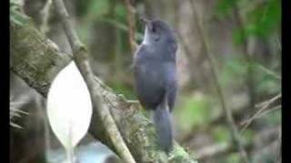 Brasilia Tapaculo  Scytalopus novacapitalis [upl. by Sedecrem427]