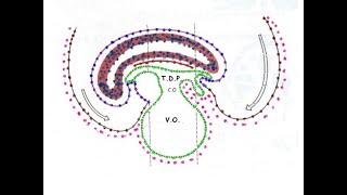 Quatrieme semaine du developpement embryonnaire [upl. by Eerdna]