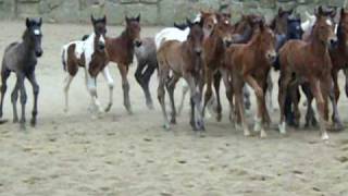 LCC 2010 Nurse Mare Foals [upl. by Dotson348]