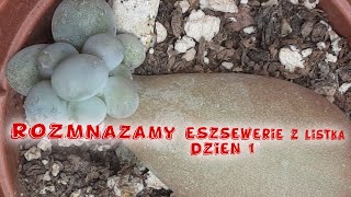 Rozmnażanie eszewerii z liścia dzień 1 Rozmnażanie sukulentówVlog ABC początkującego kaktusiarza [upl. by Ielhsa925]