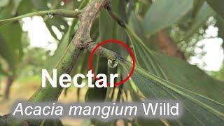 Acacia mangium Willd  Nectar [upl. by Meyers346]