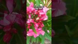 पिंक कनेर का पौधा  Pink oleander plant Flowers plants Mygarden77 plants ytshorts garden [upl. by Bronez450]