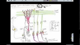 Cerebellum part 2 Circuitry [upl. by Nofpets]