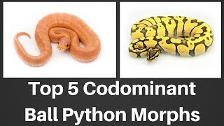 Top 5 Codominant Ball Python Morphs of 2018  Benjamins Exotics [upl. by Diamond]