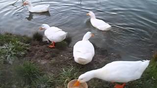 Pekin ducks morning routine [upl. by Cedric]