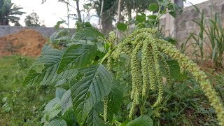 AMARANTHUS Surprising Health Benefits You Should Know  Medicinal Plants  The Rural Life [upl. by Aelaza4]