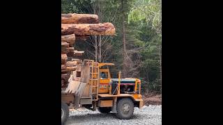 Hayes HDX series60 detroitdiesel offroad secondgrowth logging trees cedar wideload viral [upl. by Mixam770]