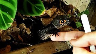 Tame RedEyed Crocodile Skink Feeding Tribolonotus gracilis  Zahmer RotaugenHelmskink [upl. by Yorker]