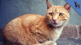 How Feral Cats Can Help You [upl. by Laemaj]