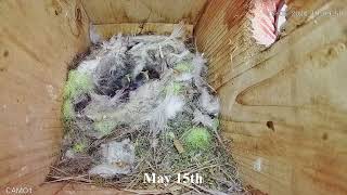 Blue Tits 2024  Chicks Growing Day By Day [upl. by Nus]